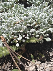 Eriogonum kennedyi