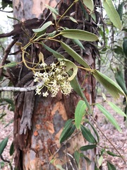 Parsonsia eucalyptophylla