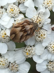 Homaemus aeneifrons consors
