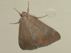 Ophisma gravata