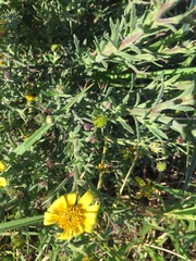 Osteospermum spinosum