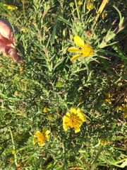 Osteospermum spinosum