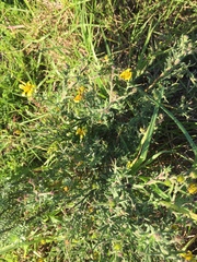 Osteospermum spinosum