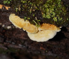 Pseudomerulius