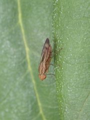 Opomyza germinationis