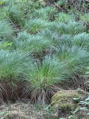 Carex elata