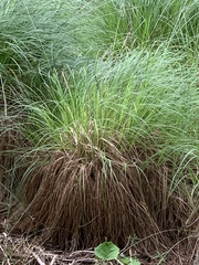 Carex elata
