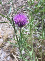 Centaurea