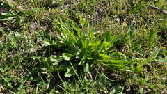 Plantago lanceolata
