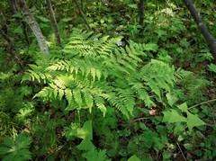 Pteridium latiusculum japonicum