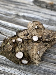 Poronia erici