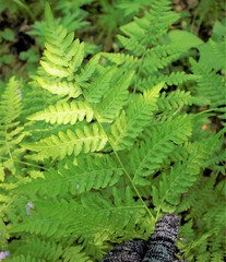 Pteridium latiusculum japonicum