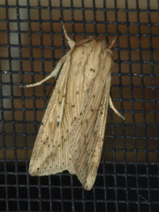 Mythimna decisissima