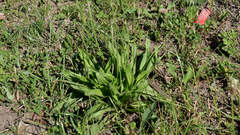 Plantago lanceolata