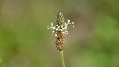 Plantago lanceolata