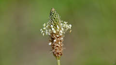 Plantago lanceolata