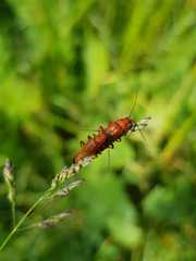 Rhagonycha fulva