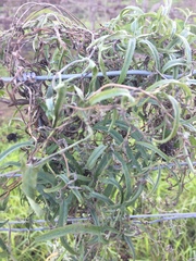Convolvulus sagittatus