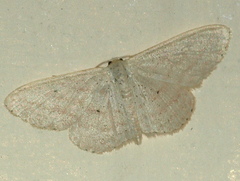 Scopula lechrioloma