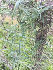 Convolvulus sagittatus