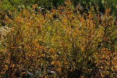 Salix mucronata mucronata