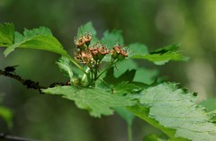 Crataegus chlorosarca