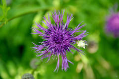 Centaurea scabiosa