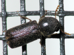 Prostephanus punctatus