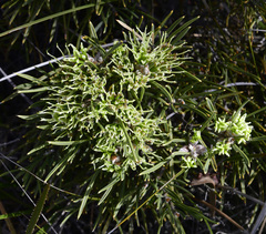 Hakea corymbosa