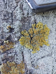 Xanthoria parietina