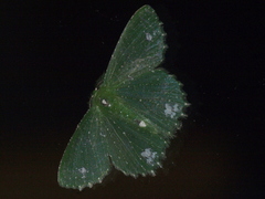 Eucyclodes goniota