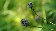 Centaurea scabiosa