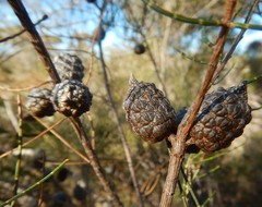 Allocasuarina muelleriana