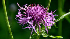 Centaurea scabiosa