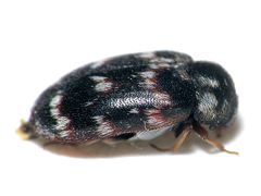 Trogoderma glabrum