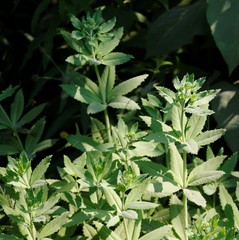 Hylotelephium verticillatum