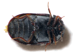 Trogoderma glabrum