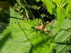 Pisaura mirabilis
