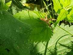 Pisaura mirabilis