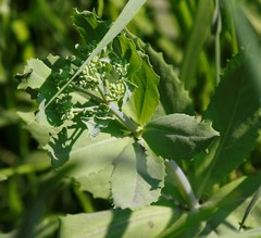Hylotelephium verticillatum