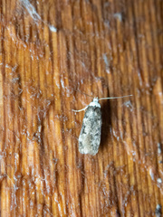 Endrosis sarcitrella
