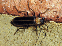 Podabrus flavicollis
