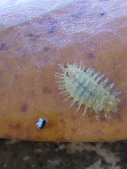 Henosepilachna vigintioctopunctata