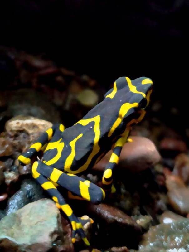 Borderlander Harlequin Frog