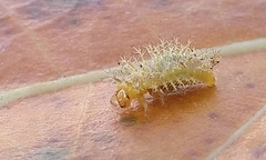 Henosepilachna vigintioctopunctata