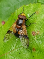 Volucella inflata