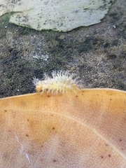 Henosepilachna vigintioctopunctata