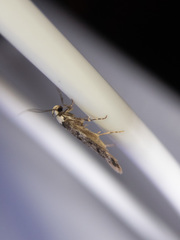 Endrosis sarcitrella
