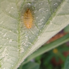 Henosepilachna vigintioctopunctata