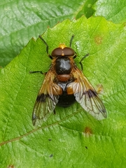 Volucella inflata